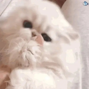 杨冥被黑人猛躁12次视频播放
