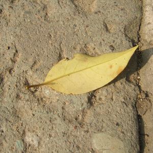 杨冥被黑人猛躁12次视频播放
